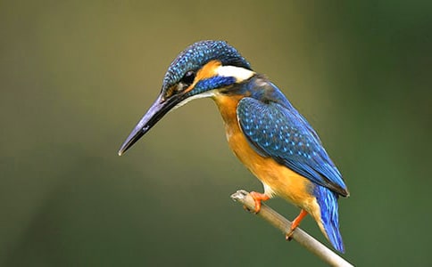 ����˵�θ�