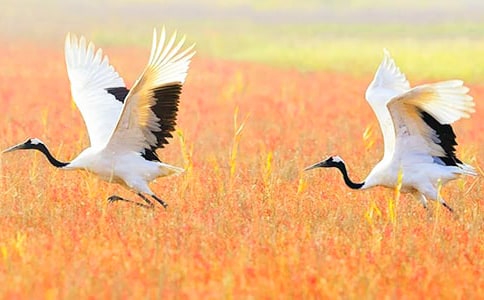�������ĵ����ס�˵�θ�(9ƪ)