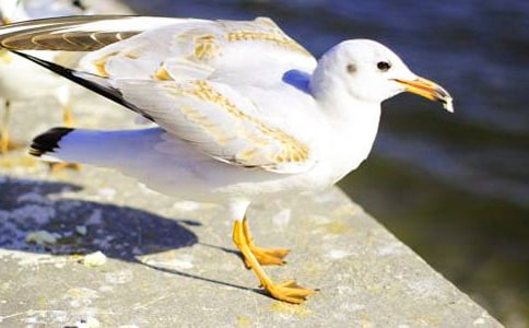 《飞吧,海鸥》教学设计