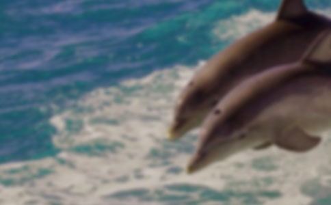 海豚救人教案锦集(11篇)