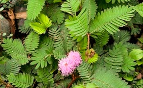 �а����ɻ�̰���ģ�º��߲�