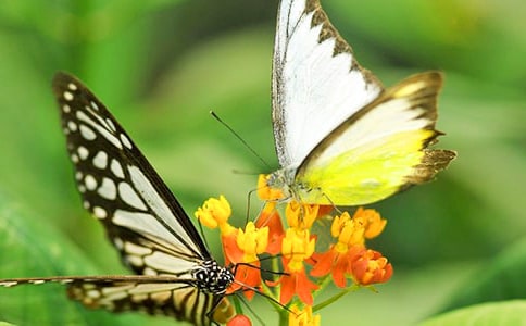 �а����Խ̰���ֻ����