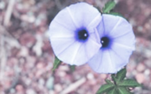 �а����Խ̰�ǣţ��