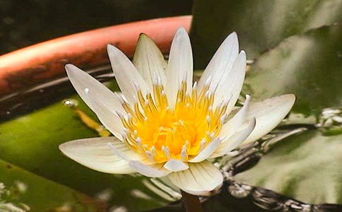 睡莲花开教案