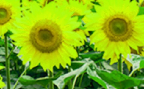 ���տ��̰�