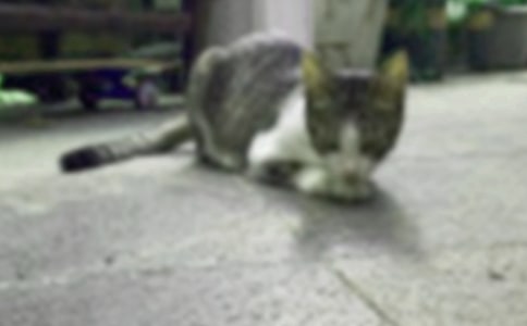 С�ཡ��Сè����̰�