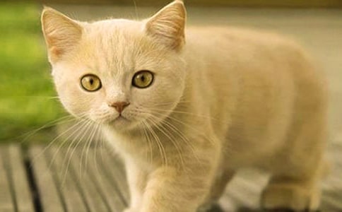 ��СèԲ���������̰�