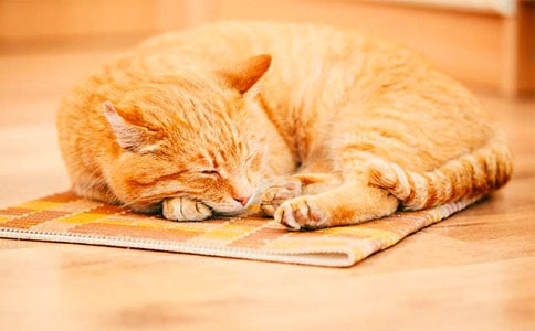 小猫学本领小班教案