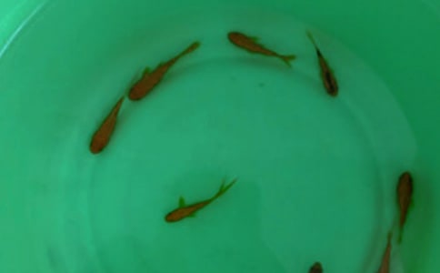 鱼苗购销合同汇编15篇