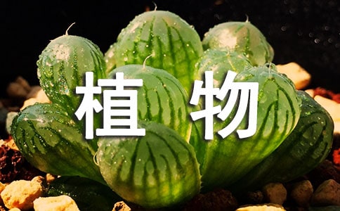 ֲ�������а취��ѧ��˼����Ʒ��