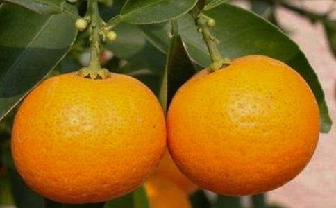 С����������̰�