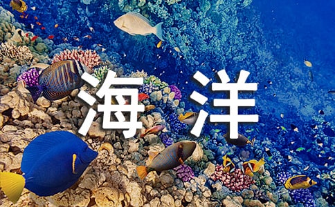 《海洋大餐》教案