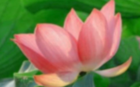 精选荷花教案集锦5篇
