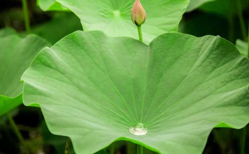 《荷叶圆圆》的教案