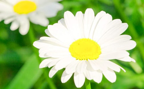 ���ջ�˵�θ�