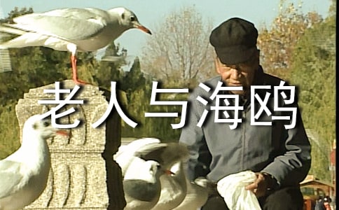 《老人与海鸥》教学反思范文(通用5篇)