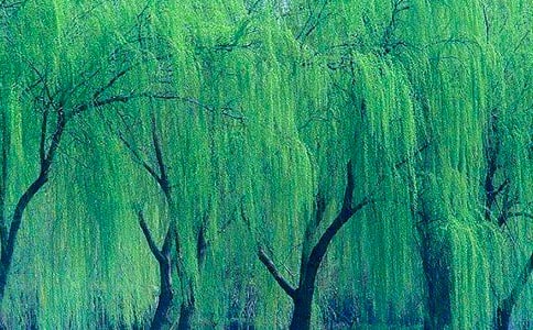 《小柳树和小枣树》优秀教案三篇
