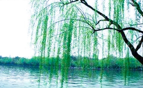 《柳树醒了》教学反思15篇