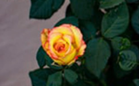��ࡶ����õ�廨��Ժ�ӡ����Խ̰�