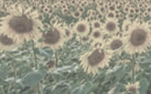 ����һƬ̫��������ѧ��˼����
