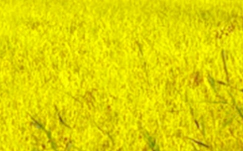 ����Ұɫ�ʡ��̰�