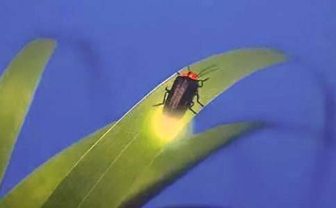 萤火虫找朋友教学反思