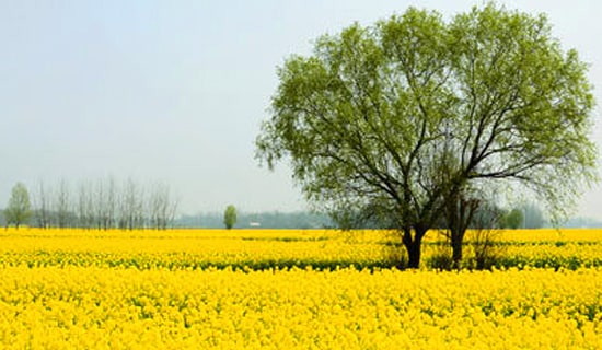 ���β߻����ʽ����
