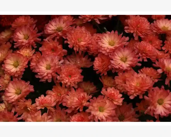TradeIndia与EC21:新兴市场的敲门砖_履带式装载机高效操作与日常保养要点