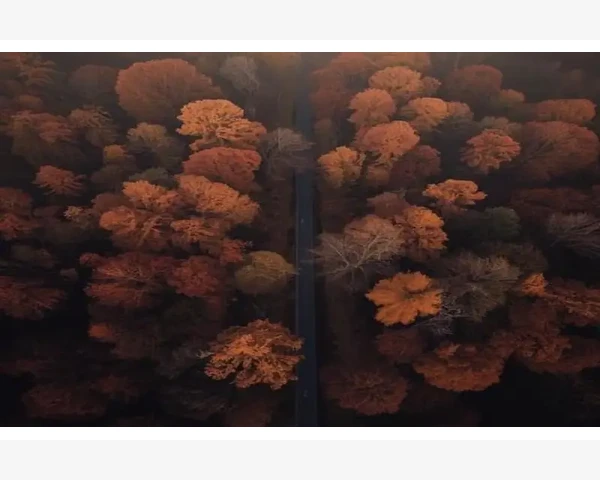 MT4查询订单编号与交易详情的完整步骤